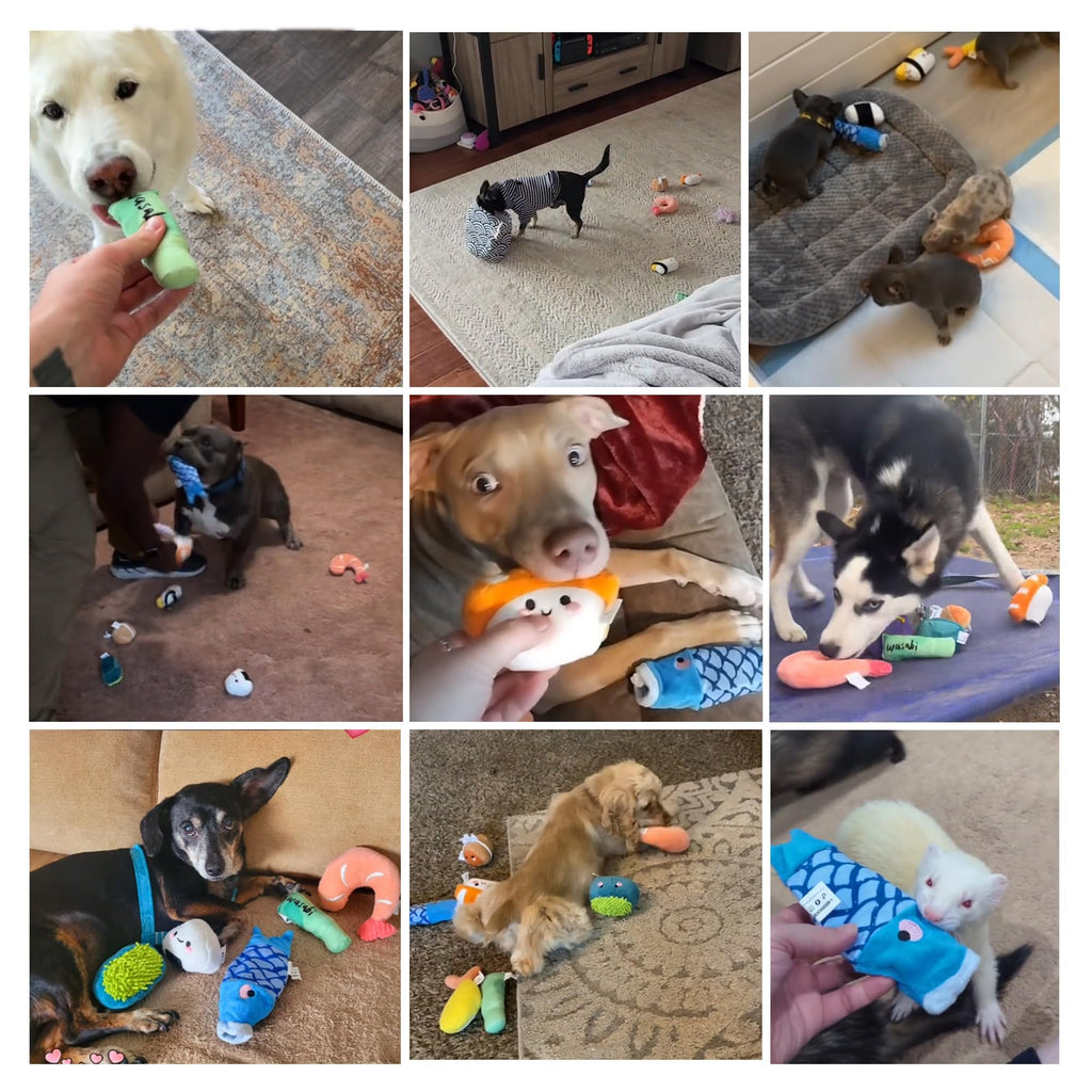10 PC Squeaky Plush Dog Toys with Bag H8408
