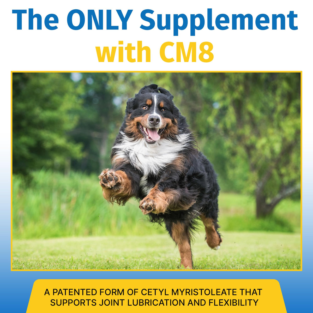 Hip & Joint Supplement for Dogs & Cats with Glucosamine, Collagen, MSM - 60 Tablets A388631