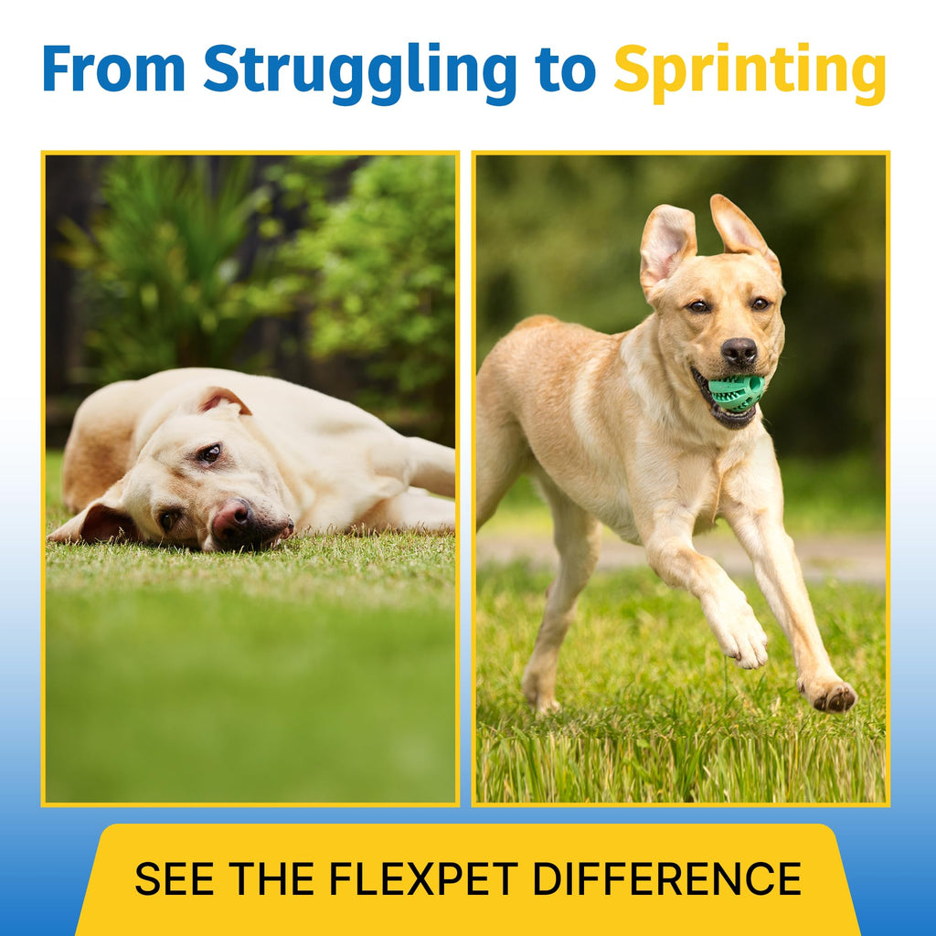 Hip & Joint Supplement for Dogs & Cats with Glucosamine, Collagen, MSM - 60 Tablets A388631